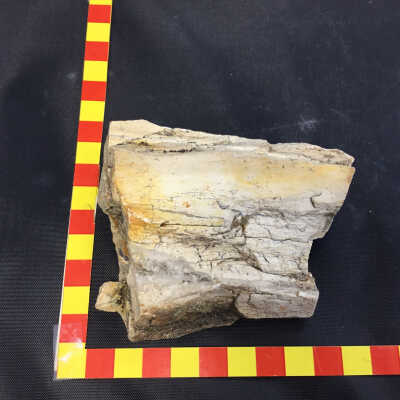 Petrified Wood