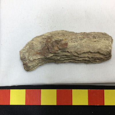 Tree bark fossil