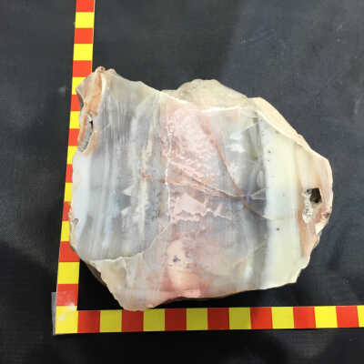 Agatetized Petrified Wood