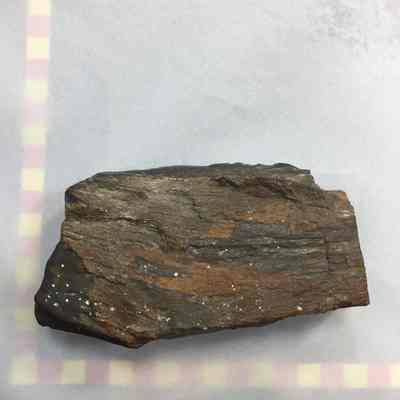 Petrified Wood