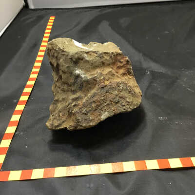 Limb Cast Idaho in Volcanic Ash