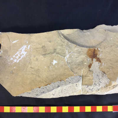 Leaf Fragment in Ash