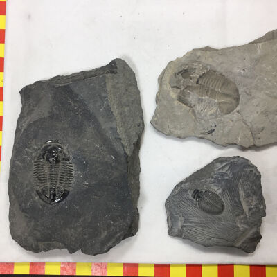 Trilobites