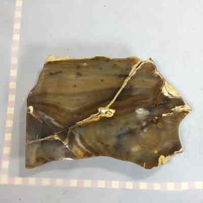 Petrified Wood