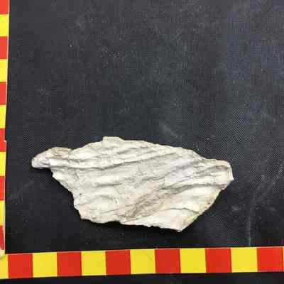 Fossil Bark