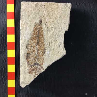 Osteichthyes Knightia Eocaena Fossil