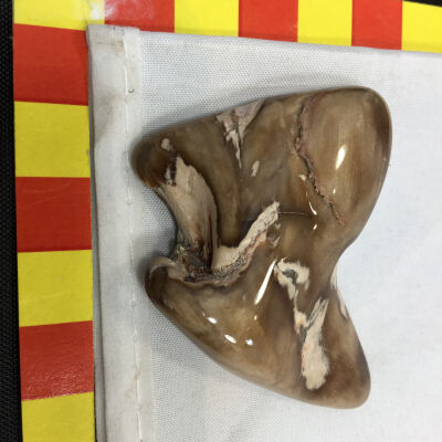 Petrified Wood