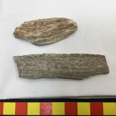 Fossil Sage Brush Wood