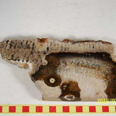 Fossilized Plant