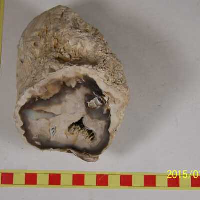 Fossilized Plant
