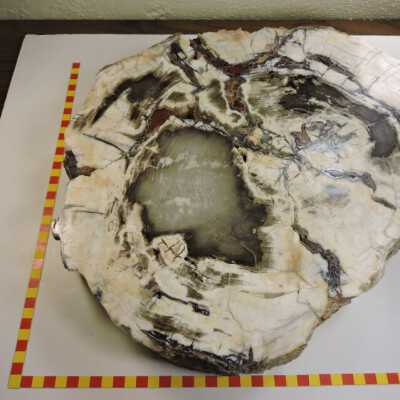 Opalized wood