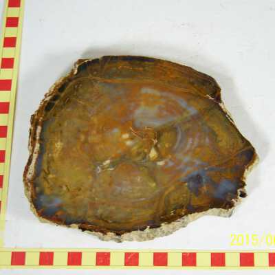 Fossilized Plant