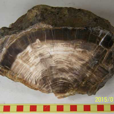 Fossilized Plant