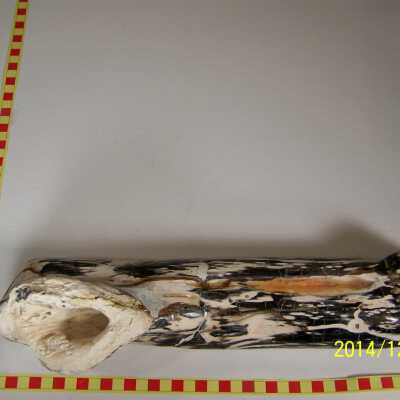 Fossilized Plant