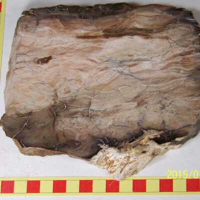 Fossilized Plant