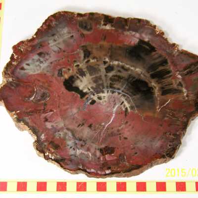 Fossilized Plant