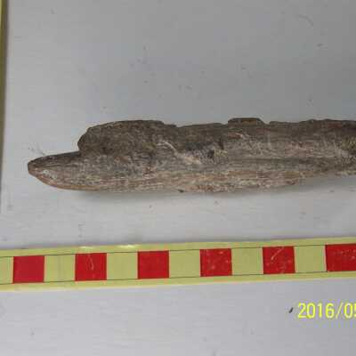 Fossilized Plant
