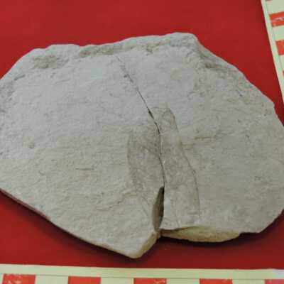 Shale