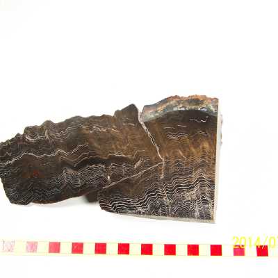 Fossilized Plant