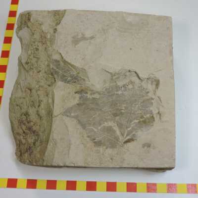 Leaf Fossils (Thorn Creek)