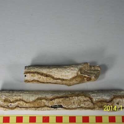 Fossilized Plant