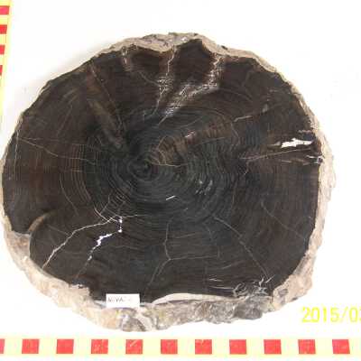 Fossilized Plant