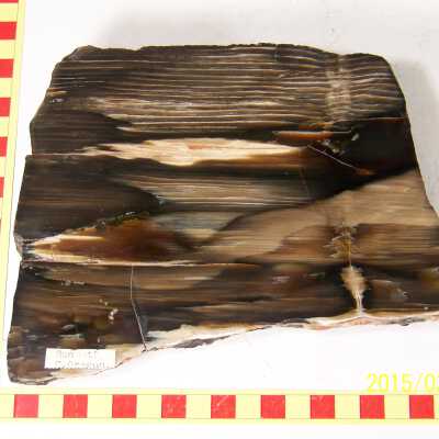 Fossilized Plant