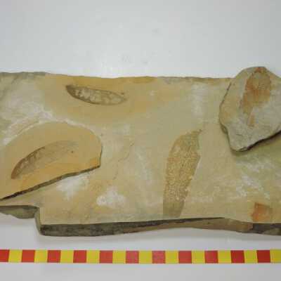 Leaf Fossils (Succor Creek)