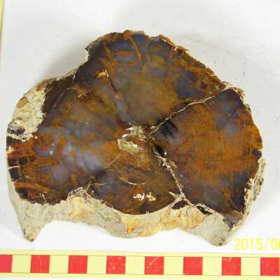 Fossilized Plant