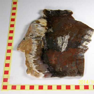 Fossilized Plant