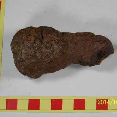 Coprolite Fossil