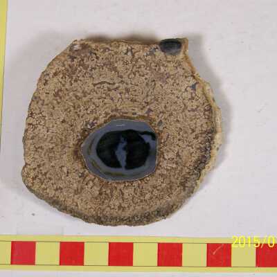 Fossilized Plant