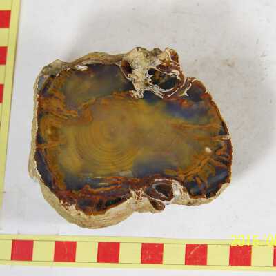 Fossilized Plant