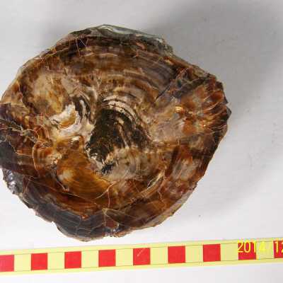 Fossilized Plant