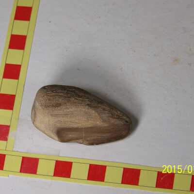 Fossilized Plant