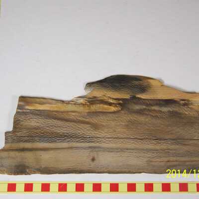 Fossilized Plant