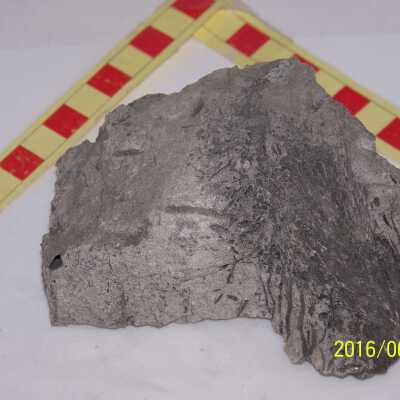 Fossilized Plant