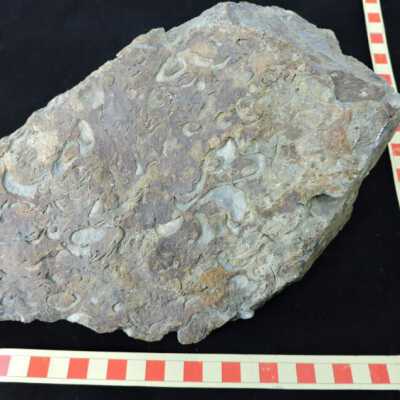 Limestone