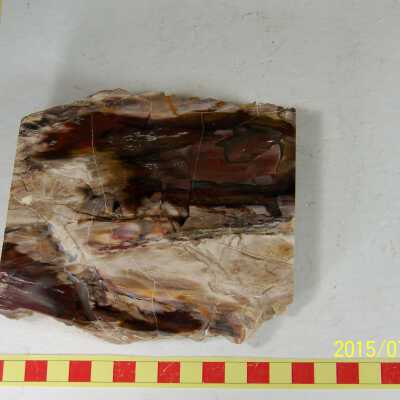 Fossilized Plant