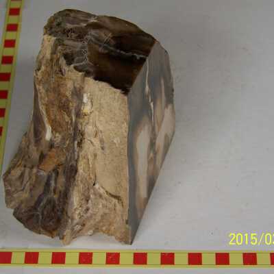 Fossilized Plant