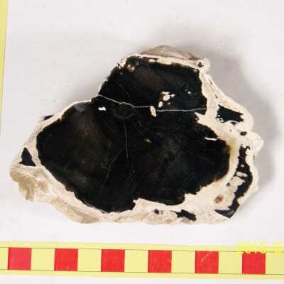 Fossilized Plant
