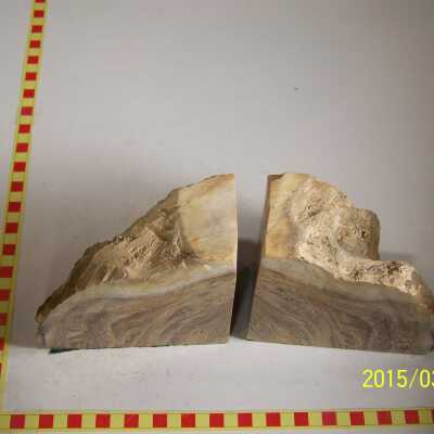 Fossilized Plant