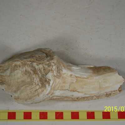 Fossilized Plant