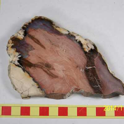 Fossilized Plant