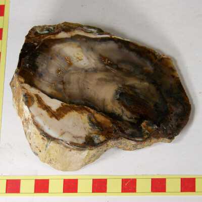 Fossilized Plant
