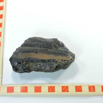 Petrified Wood