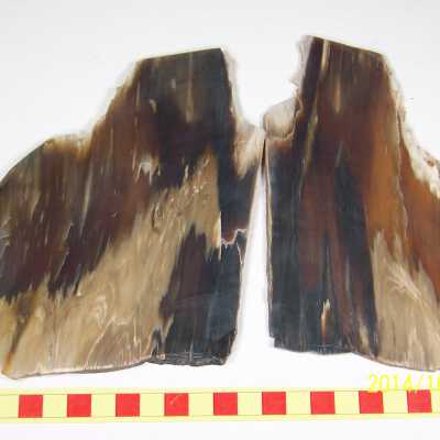 Fossilized Plant