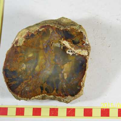 Fossilized Plant