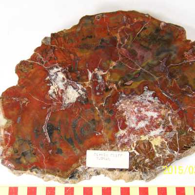 Fossilized Plant