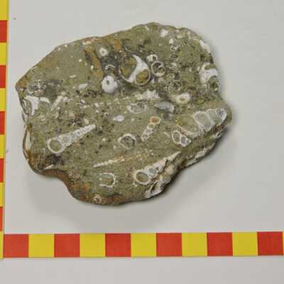 Gastropods